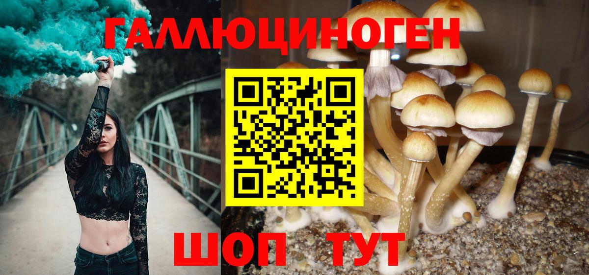 Псилоцибиновые грибы GOLDEN TEACHER Ржев